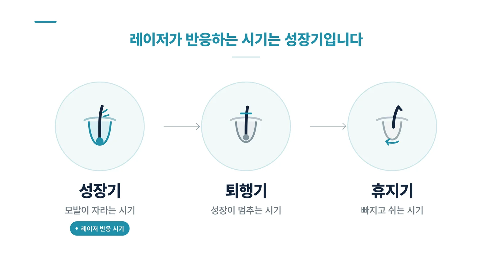 성장기 퇴행기 휴지기 모주기 인포그래픽